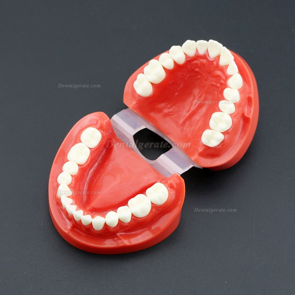 Dental Unterrichten Sie das Studium Erwachsene Standard Typodont Demonstrationsz&auml;hne Modell 7004 Rot